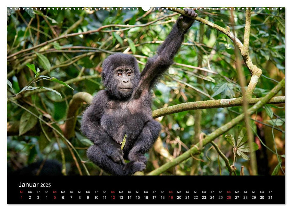 Ugandas wilde Menschenaffen (CALVENDO Premium Wandkalender 2025)