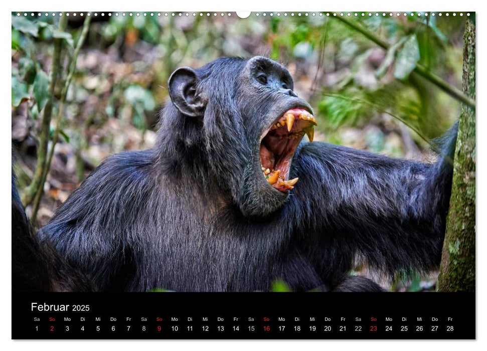 Ugandas wilde Menschenaffen (CALVENDO Premium Wandkalender 2025)