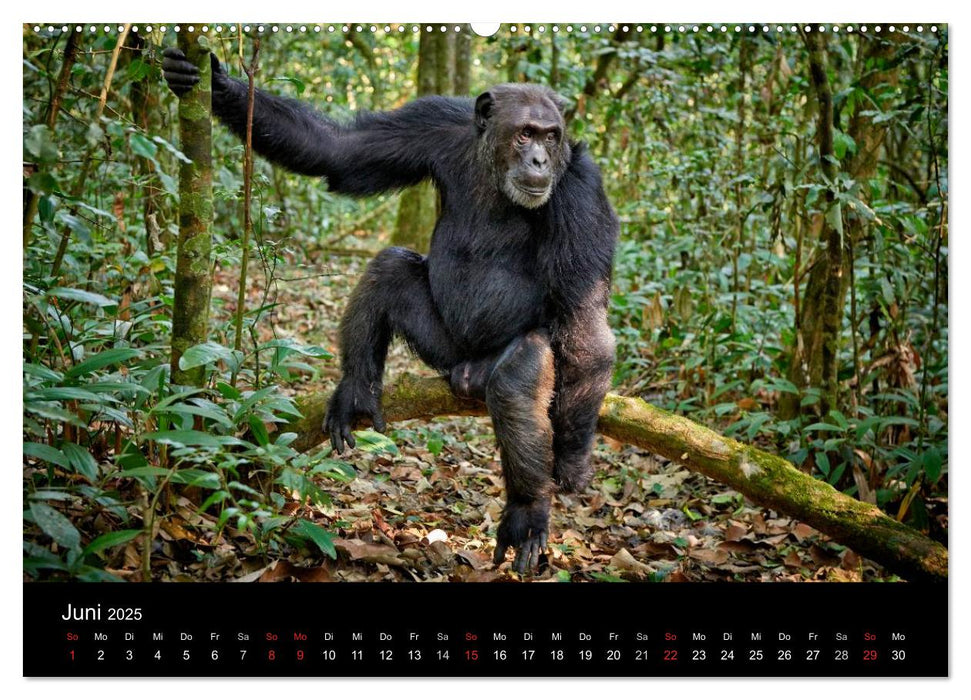 Ugandas wilde Menschenaffen (CALVENDO Premium Wandkalender 2025)