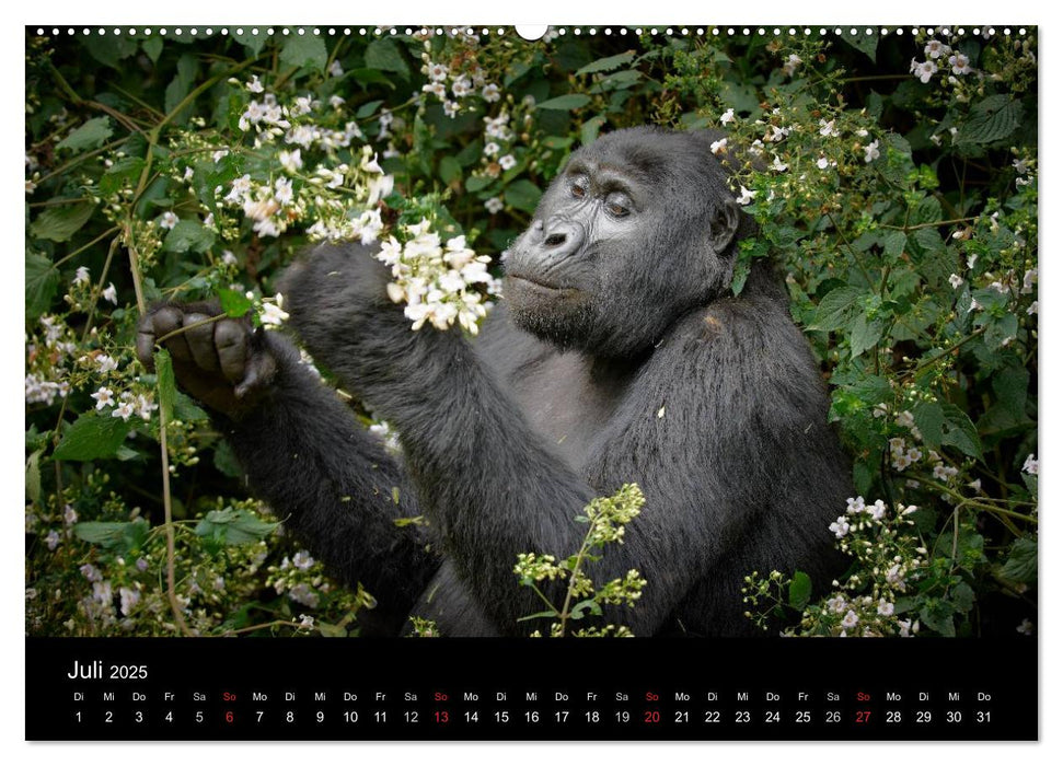 Ugandas wilde Menschenaffen (CALVENDO Premium Wandkalender 2025)