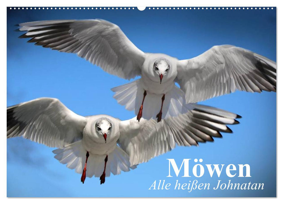 Möwen. Alle heißen Johnatan (CALVENDO Wandkalender 2025)