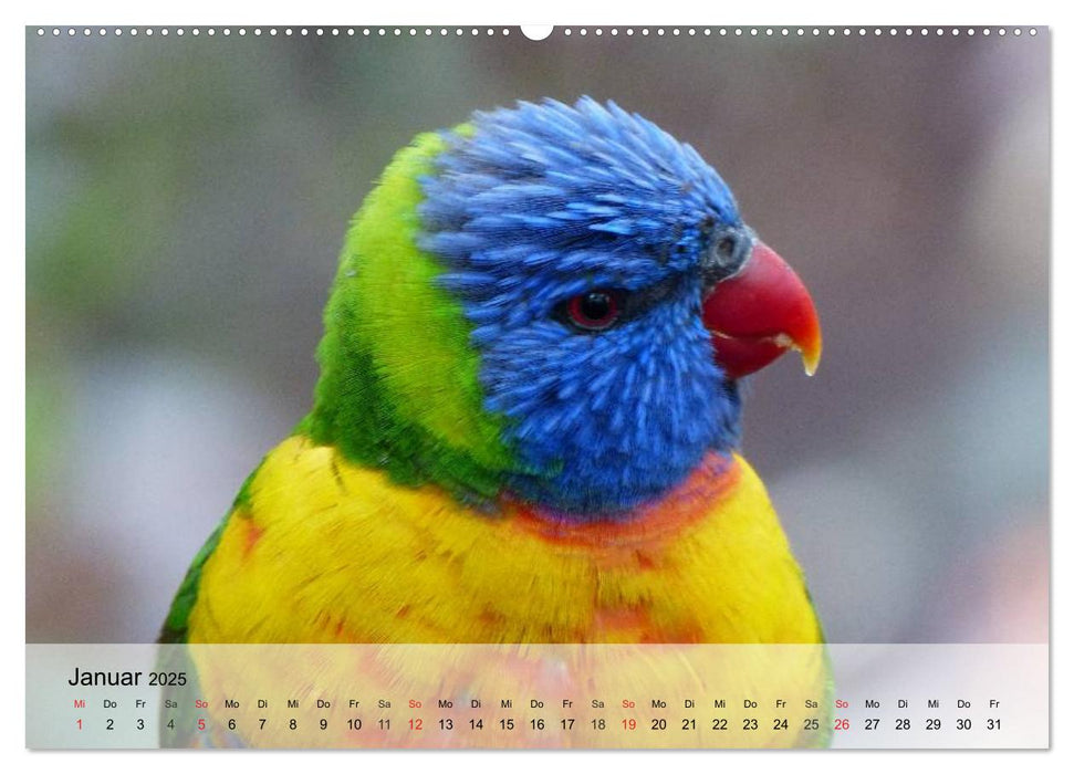 Regenbogen Papageien (CALVENDO Premium Wandkalender 2025)