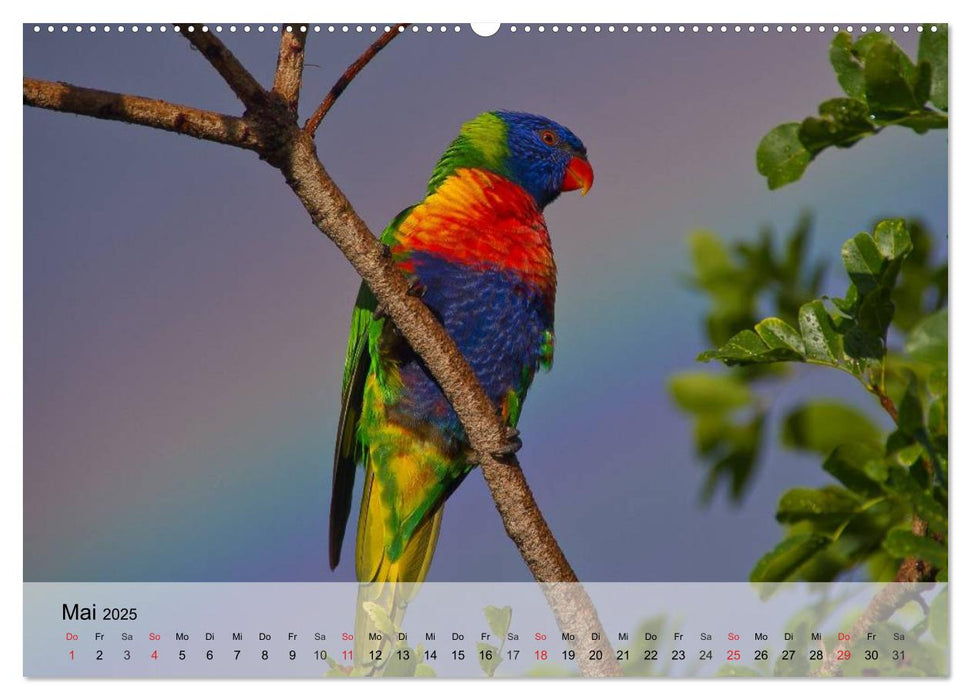 Regenbogen Papageien (CALVENDO Premium Wandkalender 2025)