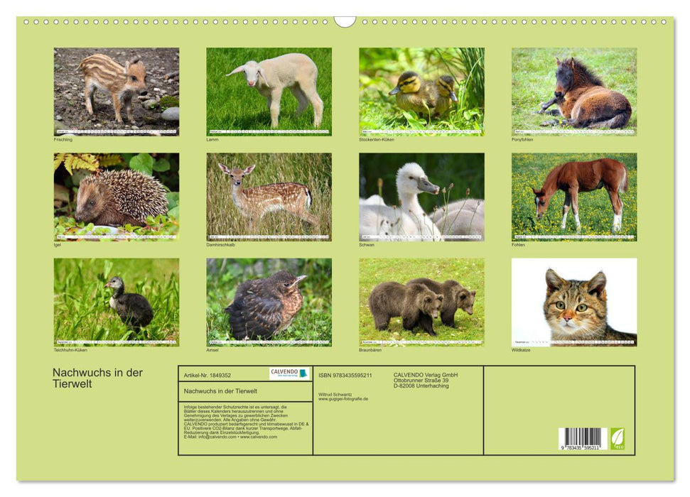 Nachwuchs in der Tierwelt (CALVENDO Wandkalender 2025)