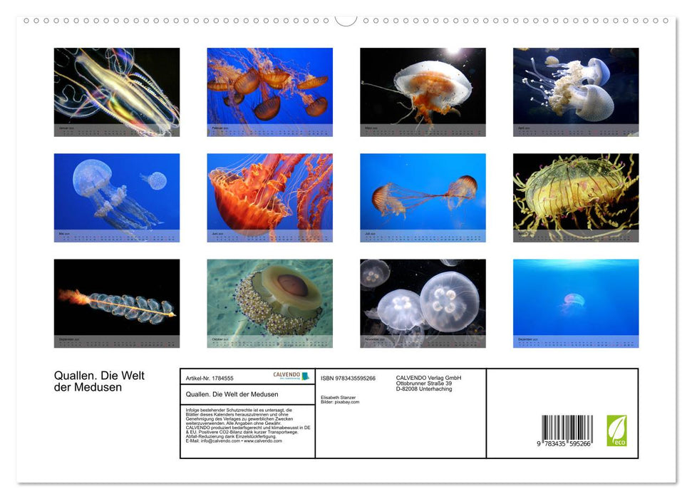 Quallen. Die Welt der Medusen (CALVENDO Premium Wandkalender 2025)