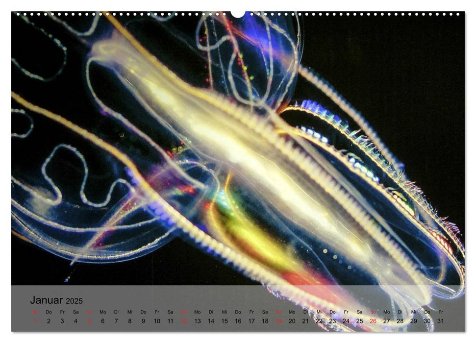 Quallen. Die Welt der Medusen (CALVENDO Premium Wandkalender 2025)