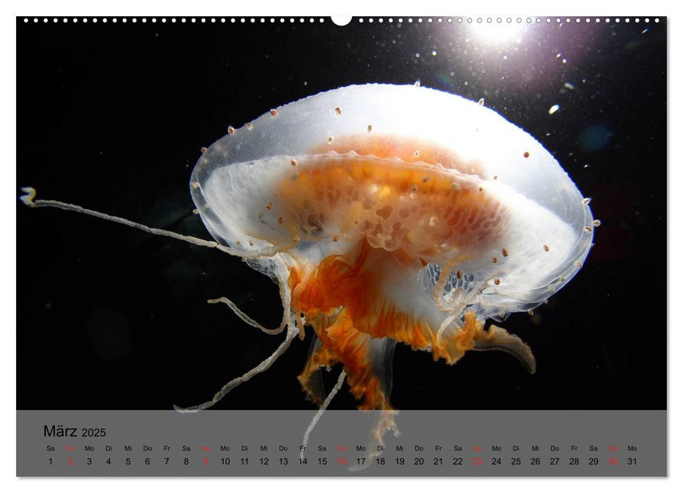 Quallen. Die Welt der Medusen (CALVENDO Premium Wandkalender 2025)