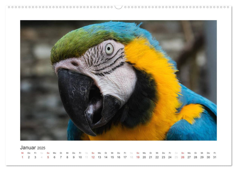 Kunterbunte Papageien und Sittiche (CALVENDO Premium Wandkalender 2025)