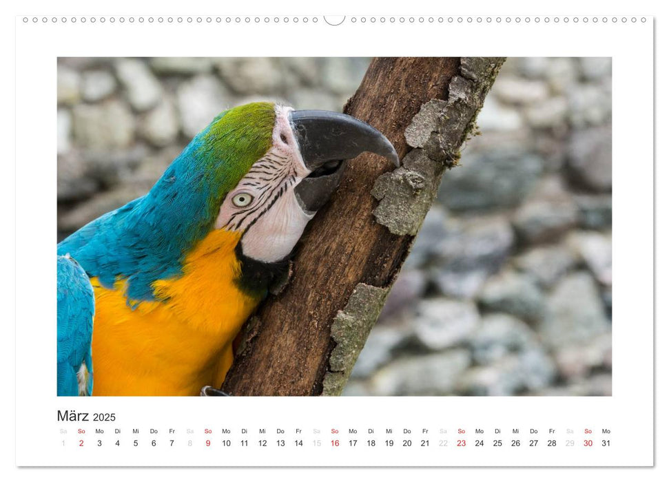 Kunterbunte Papageien und Sittiche (CALVENDO Premium Wandkalender 2025)