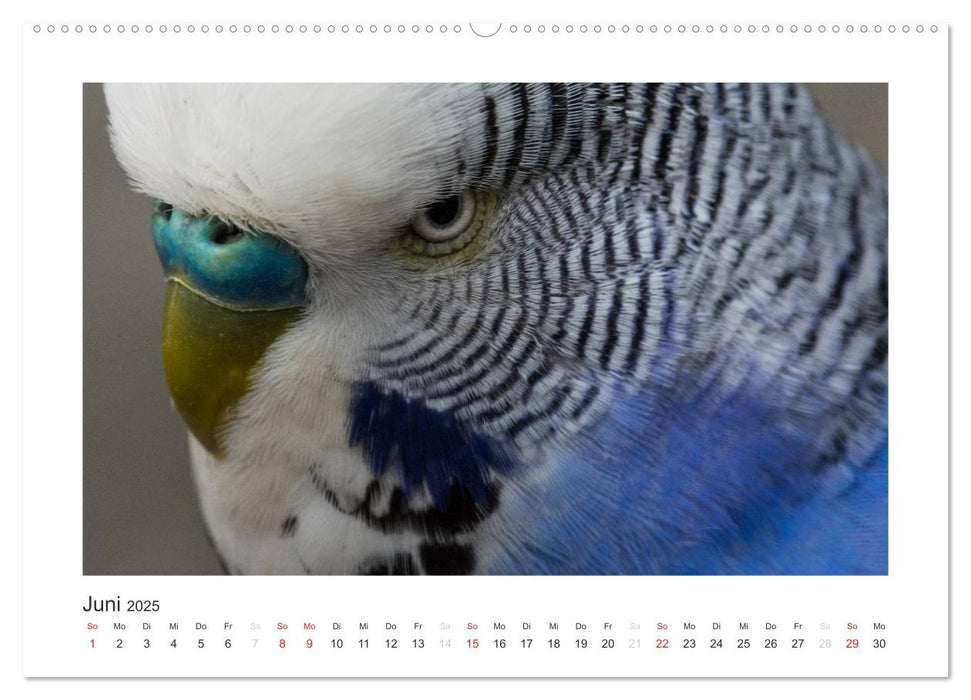 Kunterbunte Papageien und Sittiche (CALVENDO Premium Wandkalender 2025)