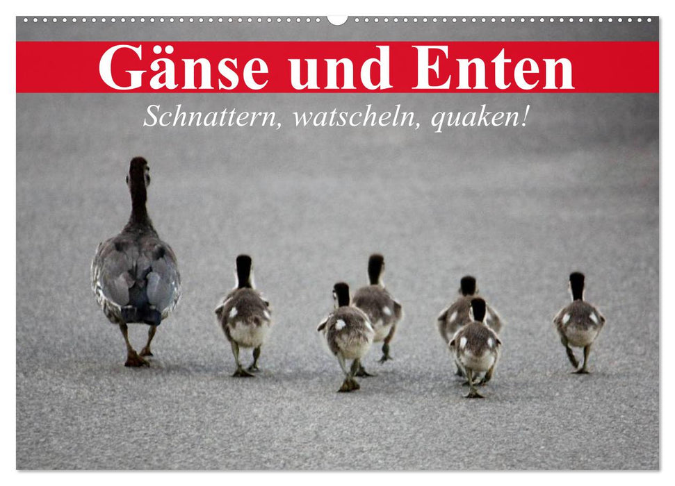 Gänse und Enten. Schnattern, watscheln, quaken! (CALVENDO Wandkalender 2025)