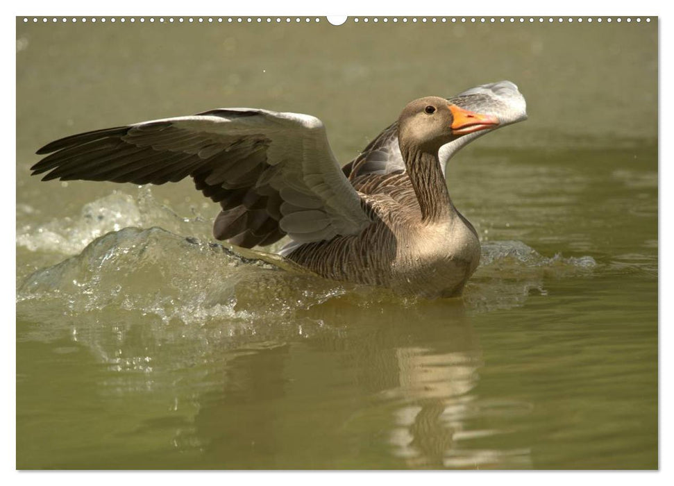 Gänse und Enten. Schnattern, watscheln, quaken! (CALVENDO Wandkalender 2025)