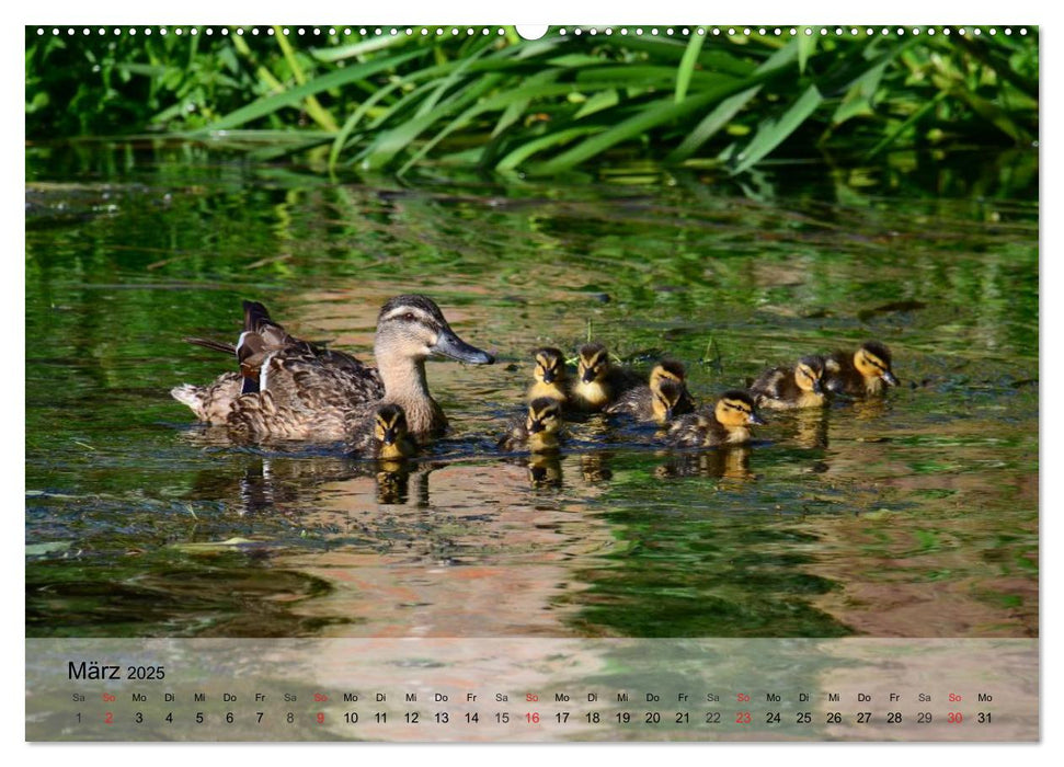 Gänse und Enten. Schnattern, watscheln, quaken! (CALVENDO Wandkalender 2025)