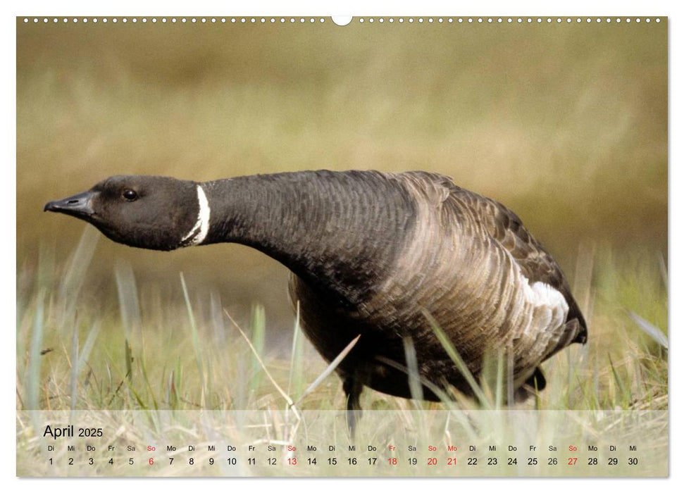 Gänse und Enten. Schnattern, watscheln, quaken! (CALVENDO Wandkalender 2025)