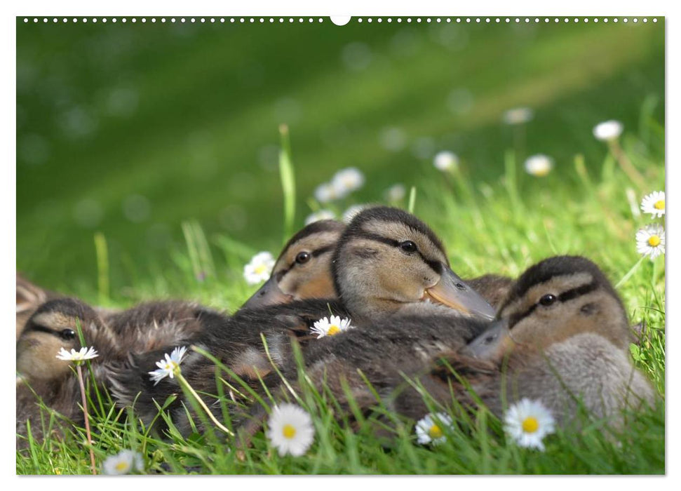 Gänse und Enten. Schnattern, watscheln, quaken! (CALVENDO Wandkalender 2025)