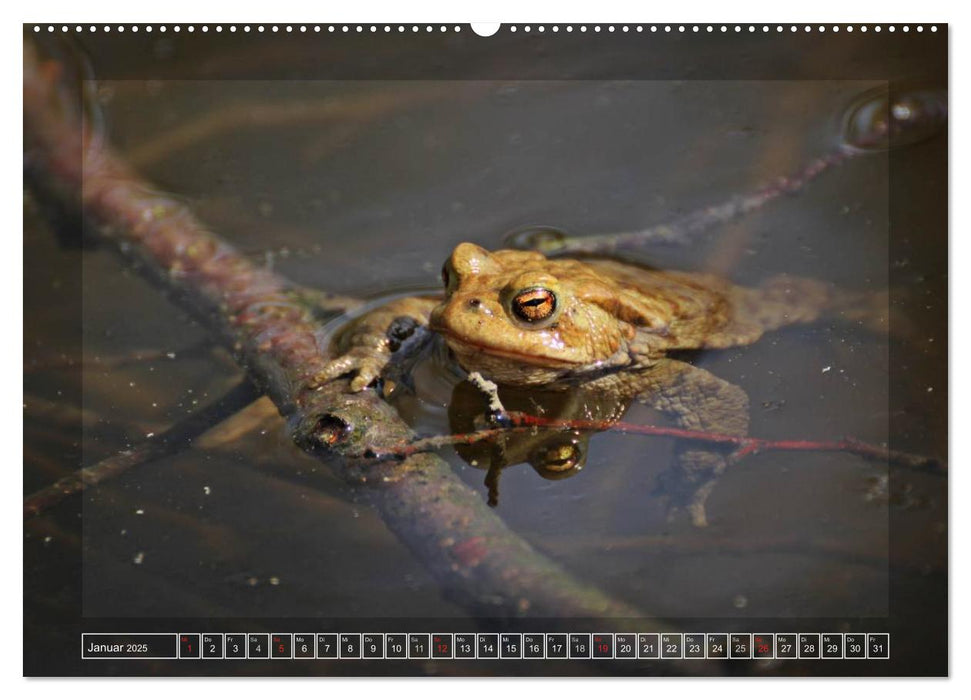 Amphibien und Reptilien (CALVENDO Premium Wandkalender 2025)