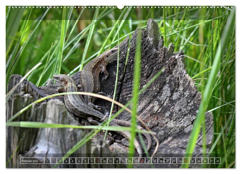 Amphibien und Reptilien (CALVENDO Premium Wandkalender 2025)