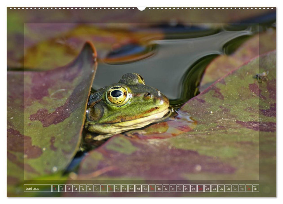 Amphibien und Reptilien (CALVENDO Premium Wandkalender 2025)