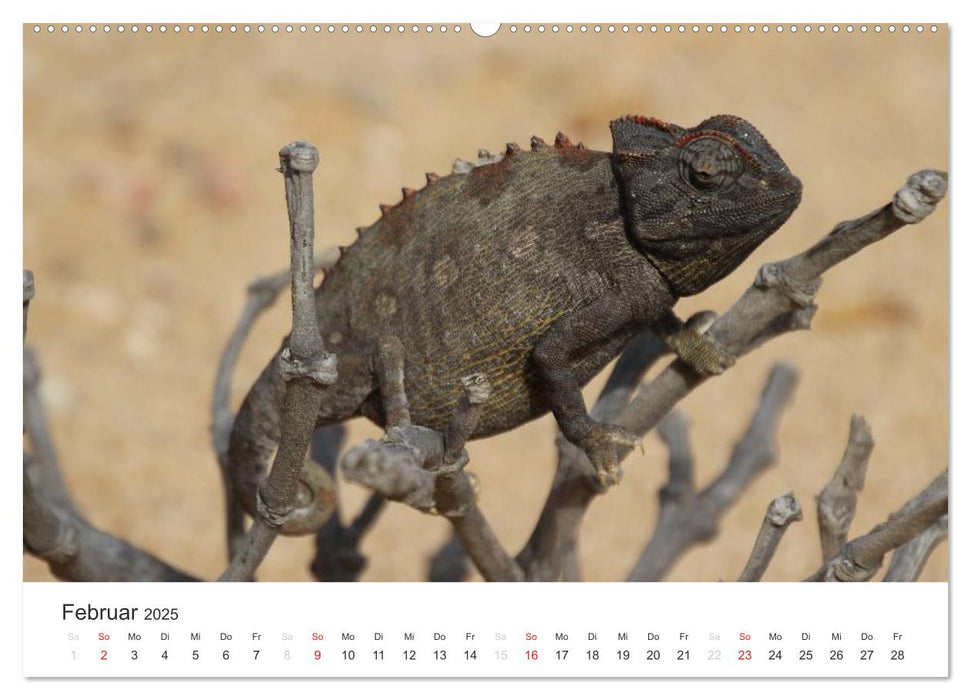 Namibia - Tierische Vielfalt (CALVENDO Premium Wandkalender 2025)