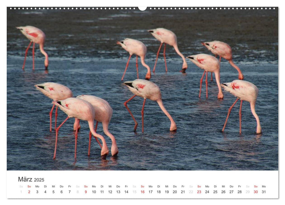 Namibia - Tierische Vielfalt (CALVENDO Premium Wandkalender 2025)