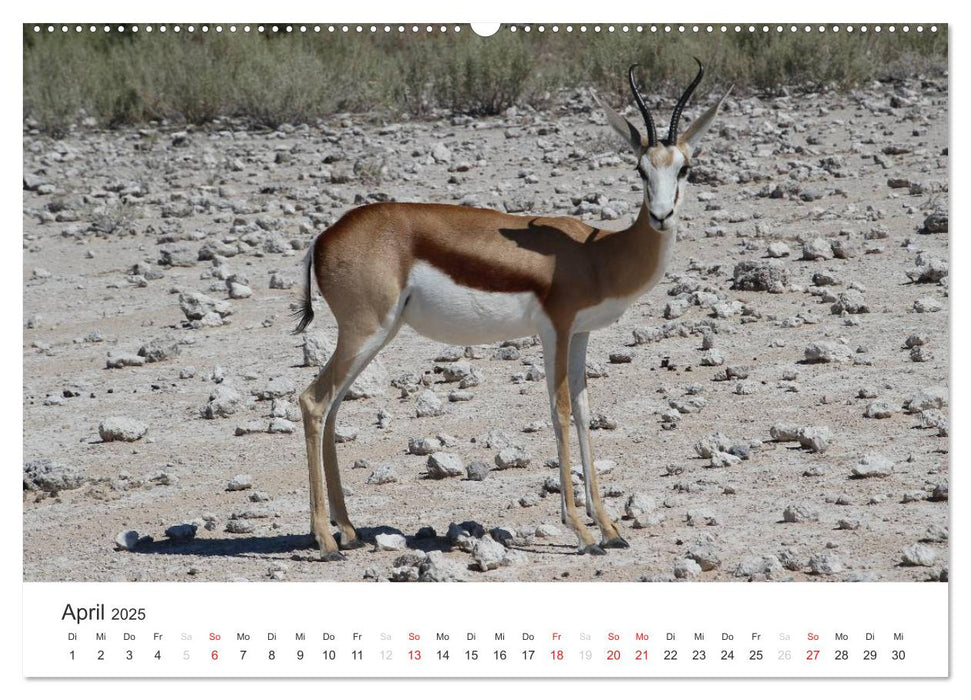 Namibia - Tierische Vielfalt (CALVENDO Premium Wandkalender 2025)