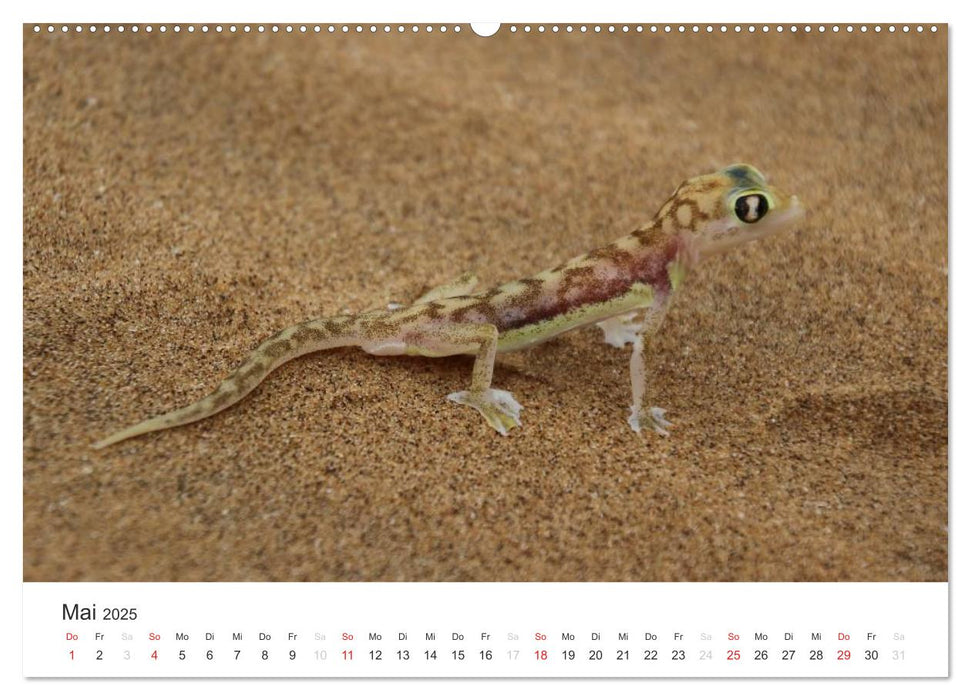 Namibia - Tierische Vielfalt (CALVENDO Premium Wandkalender 2025)