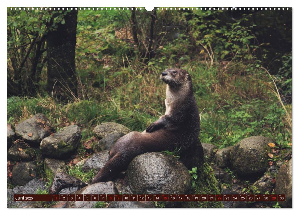 Otter. Frech, laut und clever (CALVENDO Premium Wandkalender 2025)