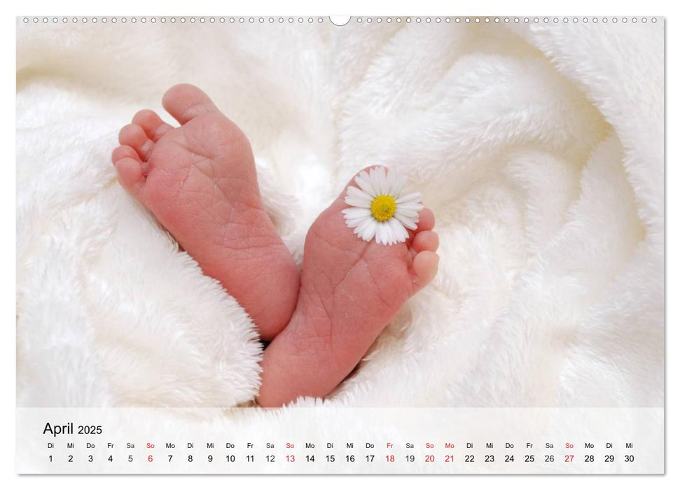 Süße Babys. Hurra, wir sind da! (CALVENDO Premium Wandkalender 2025)