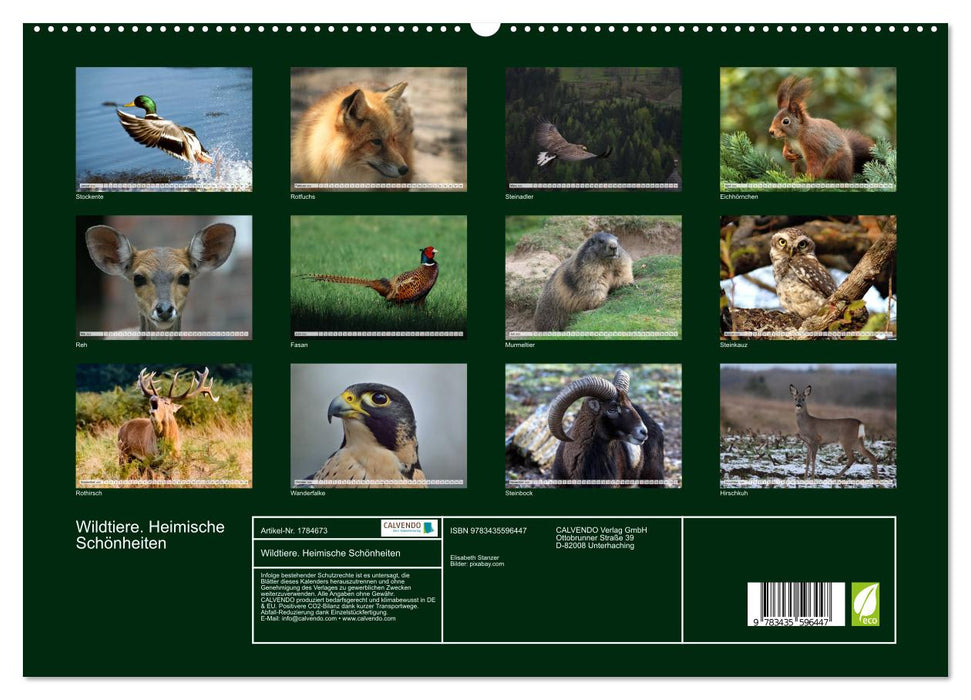 Wildtiere. Heimische Schönheiten (CALVENDO Premium Wandkalender 2025)