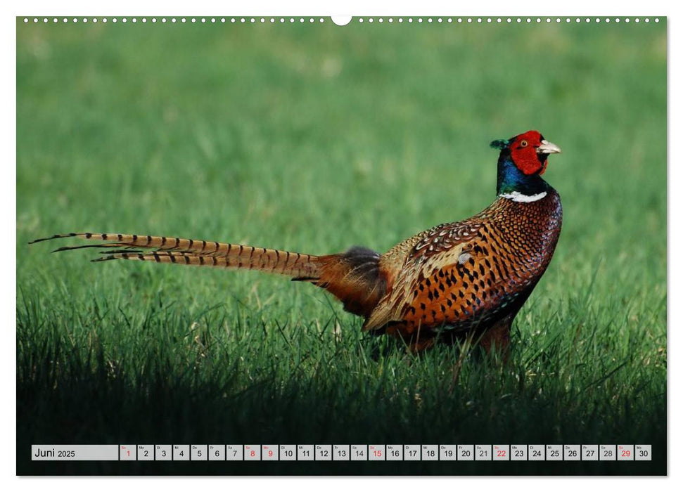 Wildtiere. Heimische Schönheiten (CALVENDO Premium Wandkalender 2025)