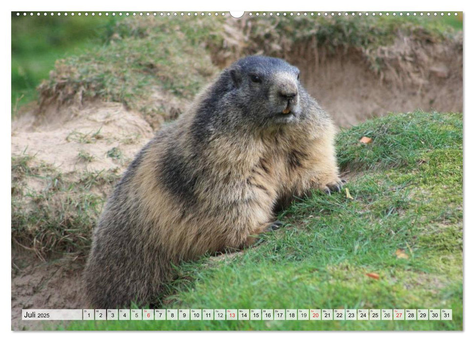 Wildtiere. Heimische Schönheiten (CALVENDO Premium Wandkalender 2025)