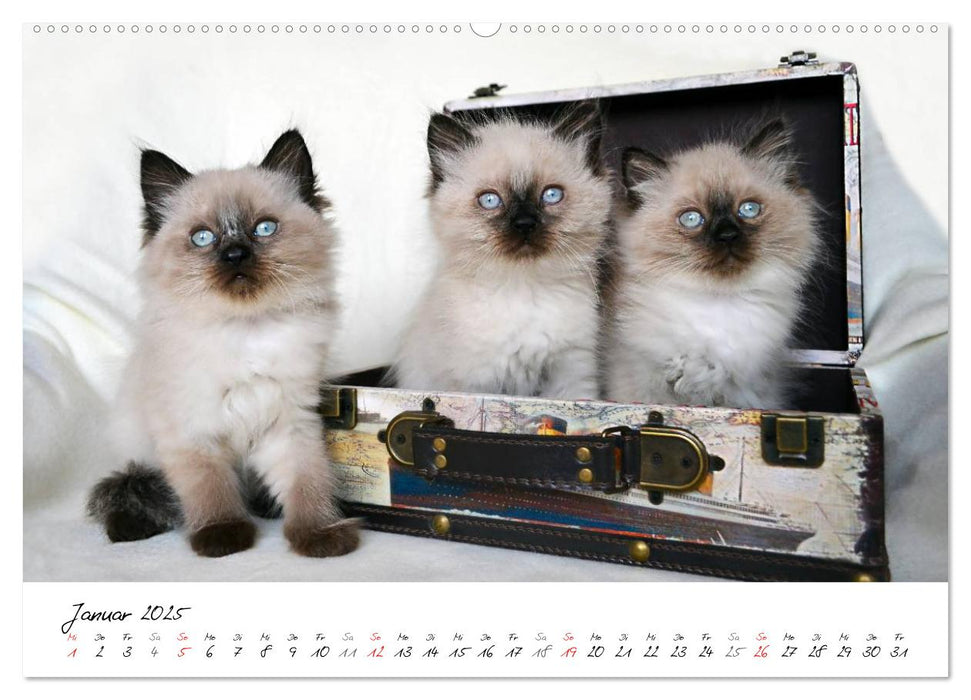 Katzenparade (CALVENDO Premium Wandkalender 2025)