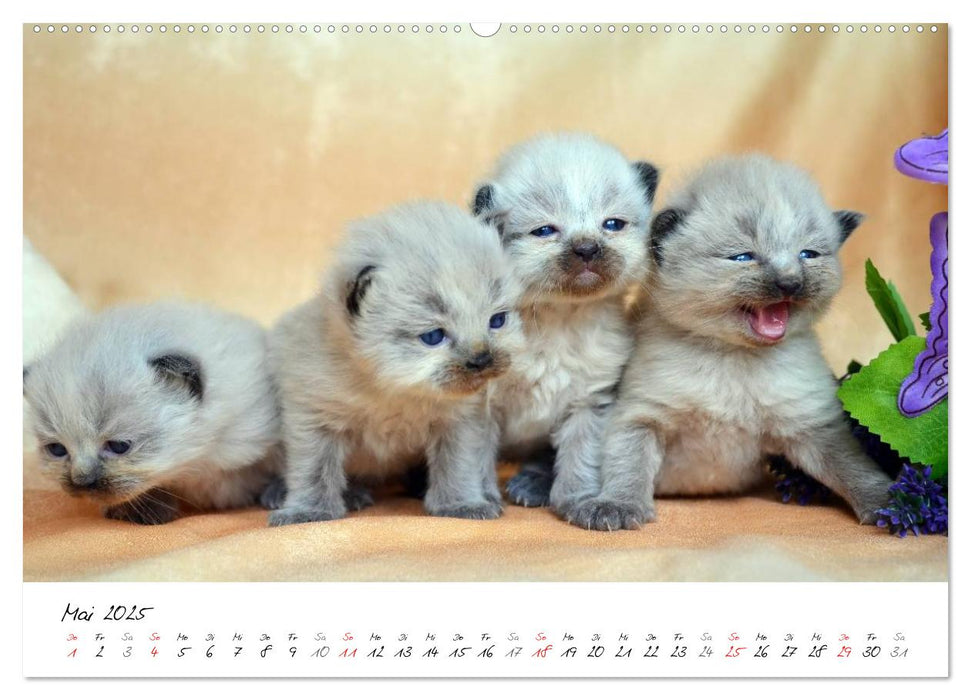 Katzenparade (CALVENDO Premium Wandkalender 2025)