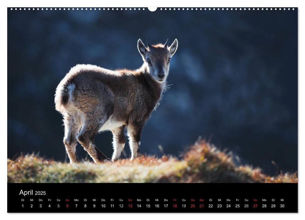 BERNER ALPEN - Natur und Landschaften (CALVENDO Premium Wandkalender 2025)