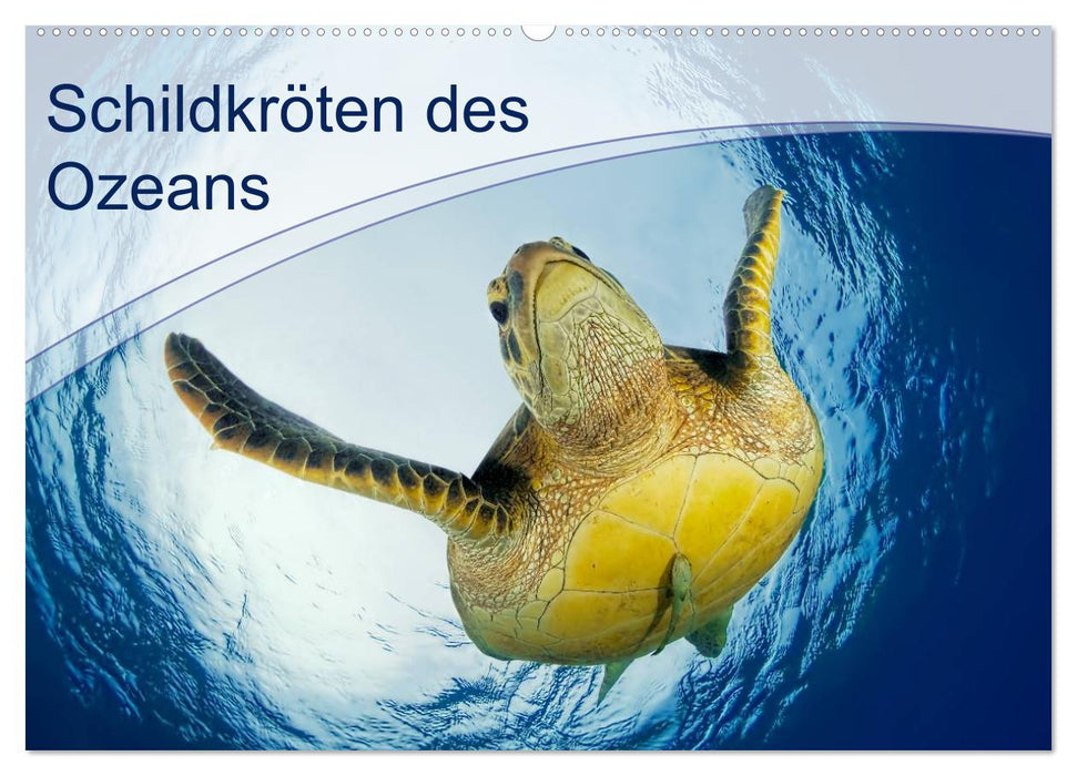 Schildkröten des Ozeans (CALVENDO Wandkalender 2025)