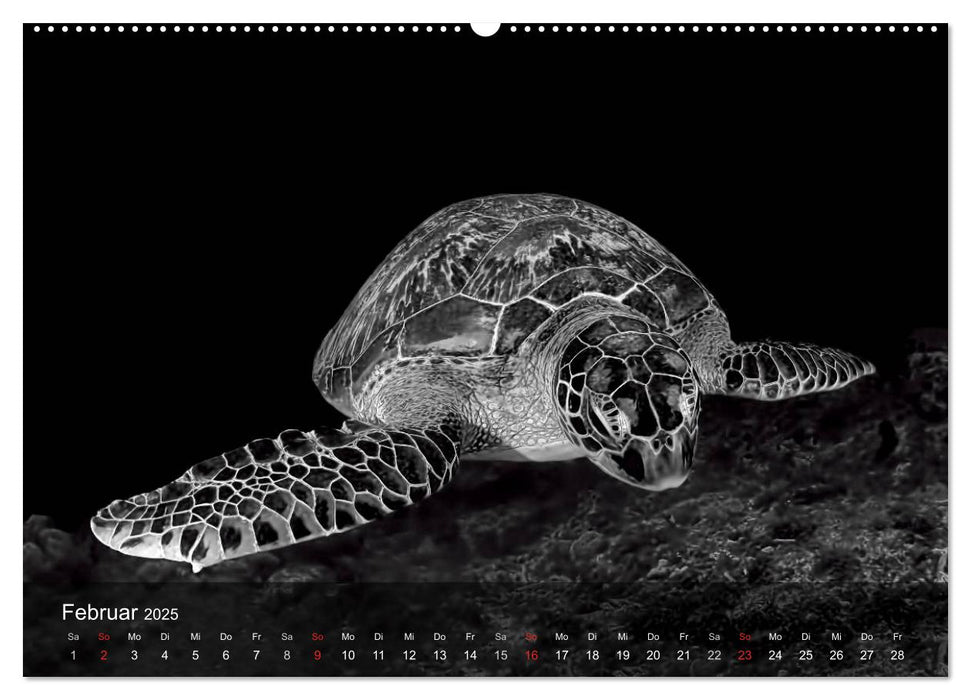 Schildkröten des Ozeans (CALVENDO Wandkalender 2025)