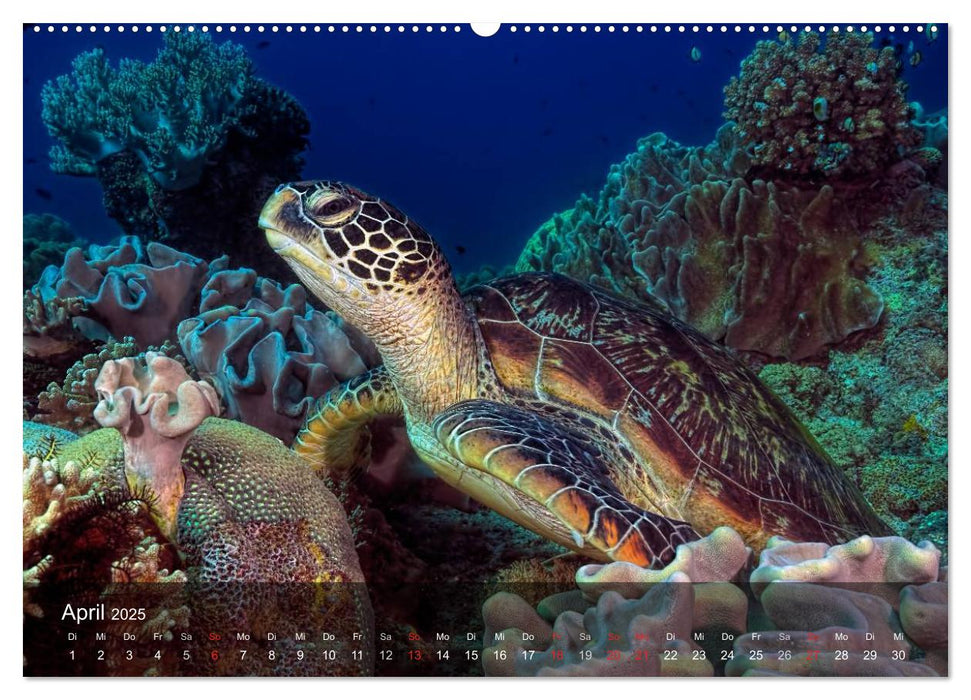 Schildkröten des Ozeans (CALVENDO Wandkalender 2025)