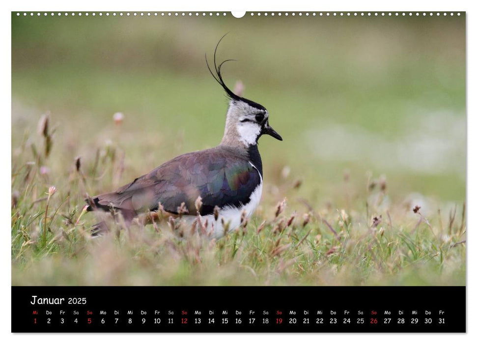 Vögel der Nordseeküste (CALVENDO Premium Wandkalender 2025)