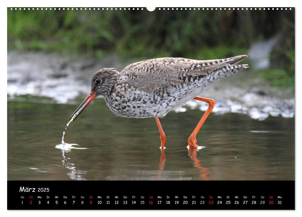 Vögel der Nordseeküste (CALVENDO Premium Wandkalender 2025)