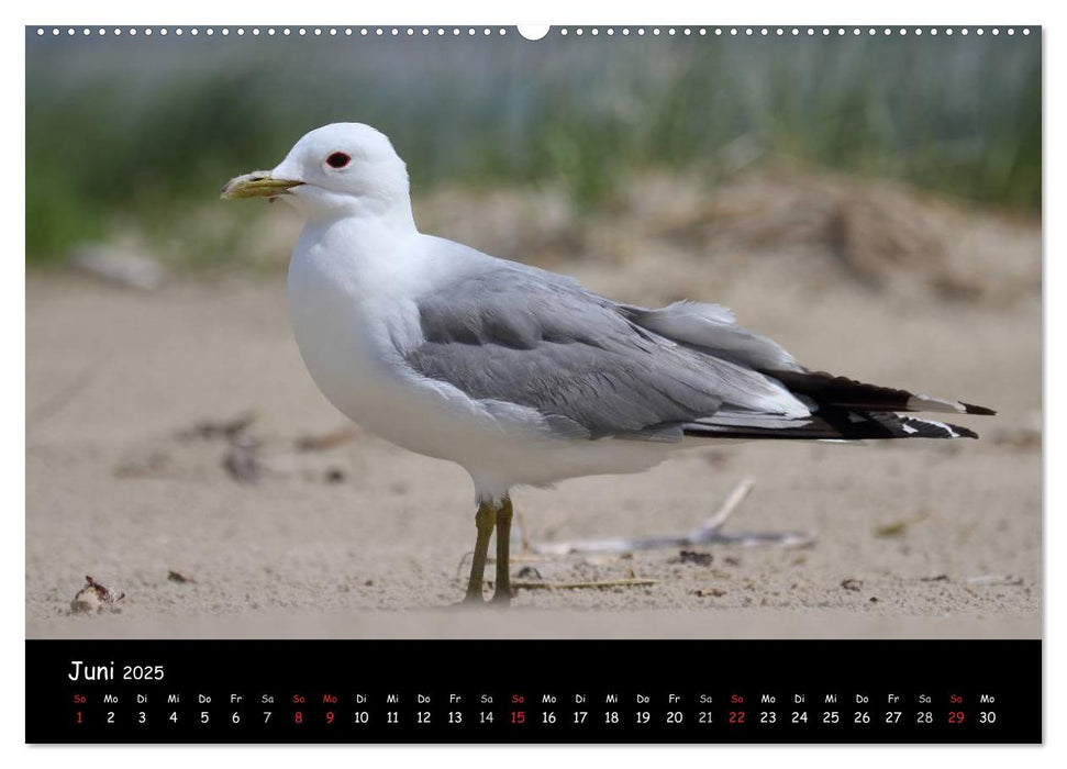 Vögel der Nordseeküste (CALVENDO Premium Wandkalender 2025)