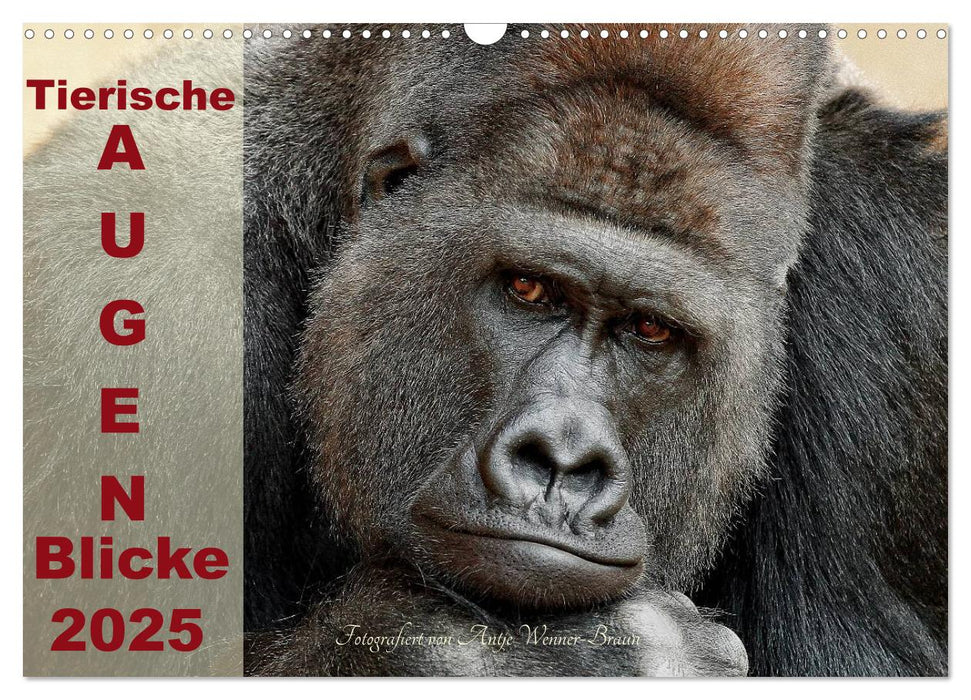 Tierische Augen-Blicke 2025 (CALVENDO Wandkalender 2025)