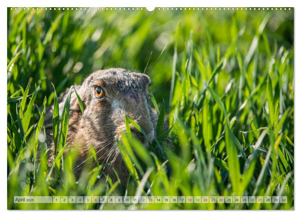 Emotionale Momente: Wild und Jagd. (CALVENDO Wandkalender 2025)