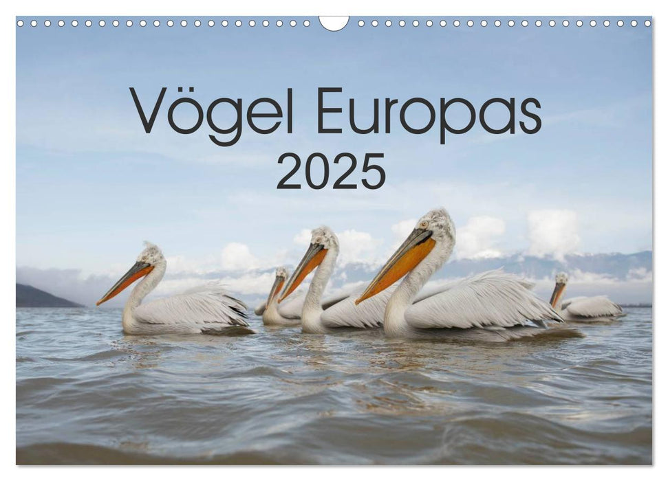 Vögel Europas 2025 (CALVENDO Wandkalender 2025)