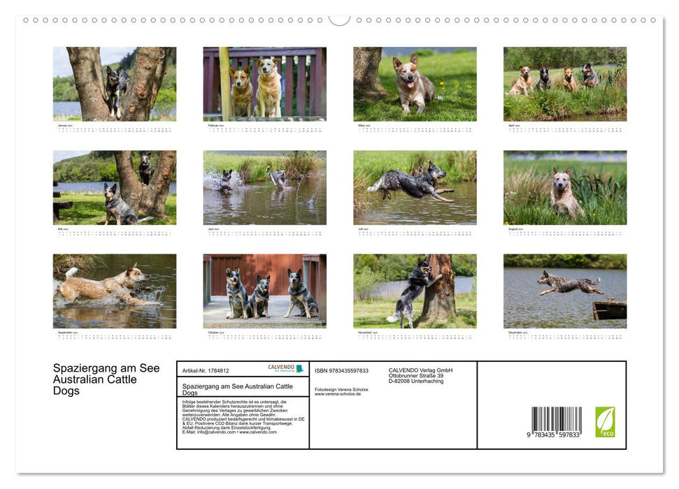 Spaziergang am See Australian Cattle Dogs (CALVENDO Premium Wandkalender 2025)