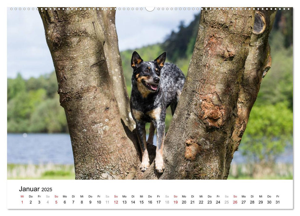 Spaziergang am See Australian Cattle Dogs (CALVENDO Premium Wandkalender 2025)