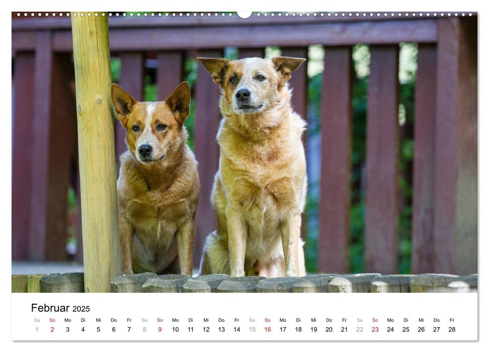 Spaziergang am See Australian Cattle Dogs (CALVENDO Premium Wandkalender 2025)