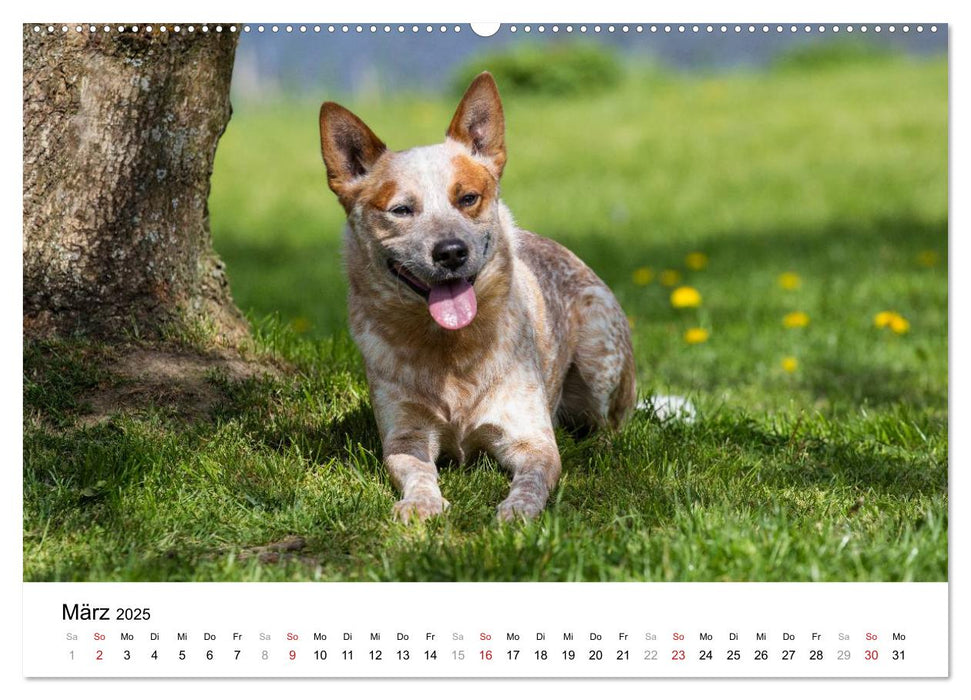 Spaziergang am See Australian Cattle Dogs (CALVENDO Premium Wandkalender 2025)