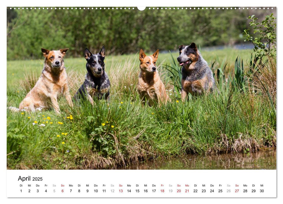 Spaziergang am See Australian Cattle Dogs (CALVENDO Premium Wandkalender 2025)