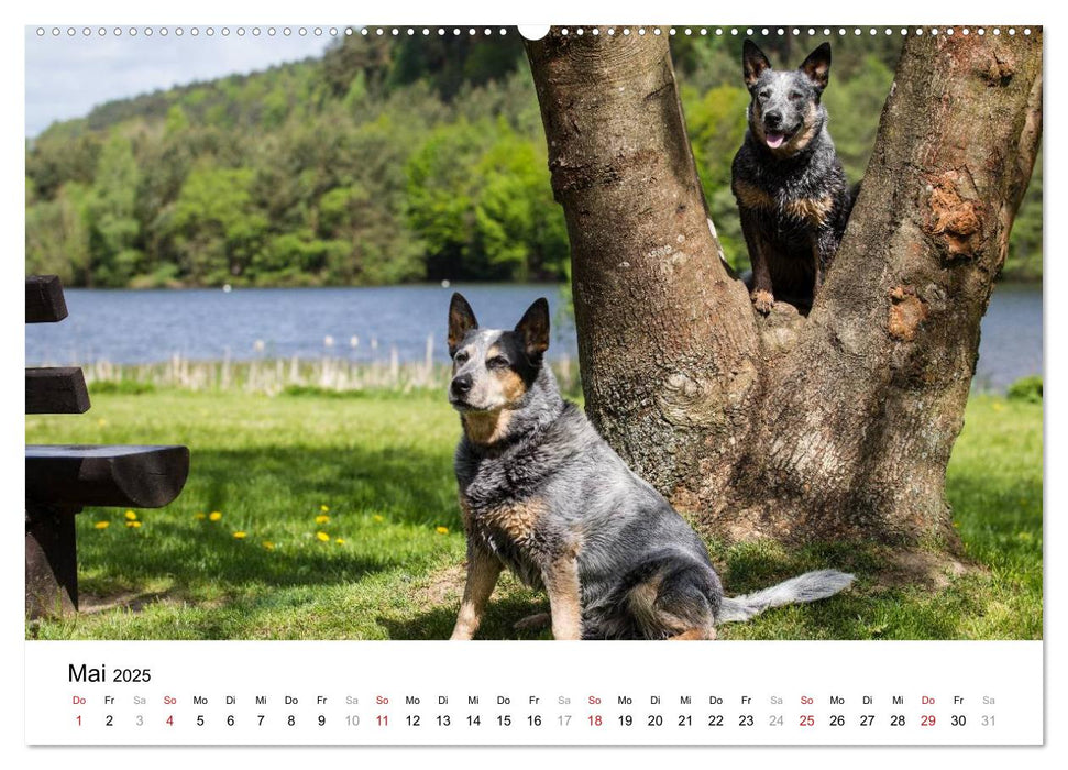 Spaziergang am See Australian Cattle Dogs (CALVENDO Premium Wandkalender 2025)