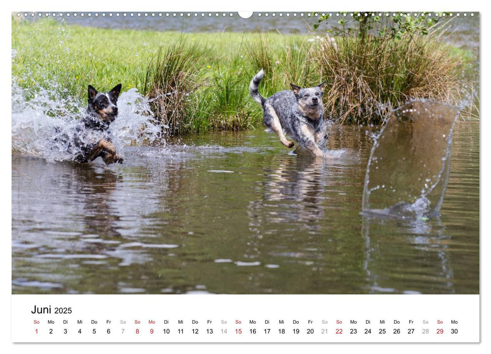 Spaziergang am See Australian Cattle Dogs (CALVENDO Premium Wandkalender 2025)